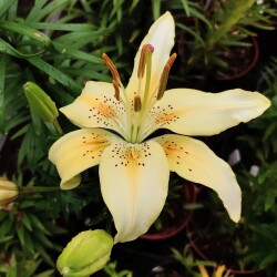 Ptfq2Ox1aLTBMVziua6gIke3gDPvKgC22SWBiAWTsSwsoCmSM4tGLFhbis_e4sLqM6bK1XBiCRSNNjUO-ezbqvyG3d73a5379971e7d0