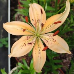 53870261031_8a68c3c5f2_b2caf4e8374ab41529