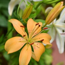 8EYZaSHLEHTVFV6NMg5Am7-qT8VgOBWdWh6MCf1cwlZVnkAms5vOnGBIa-_mzTQ6opi1MgbVakpfYabXiMDeQoQ47198211c6c45d3dc