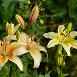 KeGk9uTjXB91wZ9Fk8E_egsz8UK5y12ToSPABbfSLKVHc-H4Yyuy8s5dbWnYgoSTdNwQ_HDCm2CS34--BjyWGsC36ac65f3961c6bda4