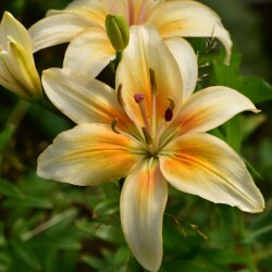 b1DC2j4L3wb-GCcfH2tjXzYf9yPsbCVcYAY29AWJv2WC2BZScWORCx5_td0SqQAjN1v5ZtbefaNpdcQQVA2CmRIG22d7cbedd9cdeea8