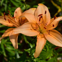 53070809944_35fffcd398_bd9046db0cdb4e14f