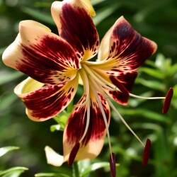 huS3j5_pqyELlLsPvkybjBMkRGH_y8n0W8PhSetmy55kLZfsimbQluoKeP8ACW07dSiNdJsBSd-URuxmQPB8rcR552a2c4d3a734863