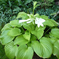 KOSTAPODORP10606503d4367858bdc8033