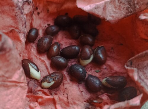 IMG 20251110 151457 Бересклет