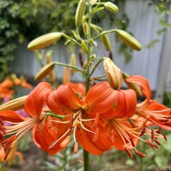 i-47ff98d20b16a6941c