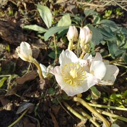 IMG_20260321_161926822c45c415c95e36