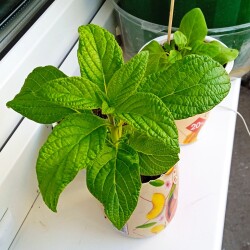 helio-23-mar97f7f29ffb9ae223