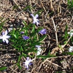 new-flowers-26-26c342a6ef01699288