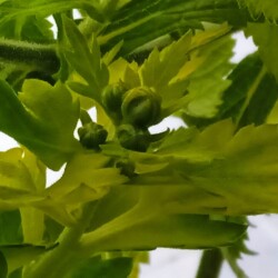 Chris-27-m57ef57ca1b42fa19