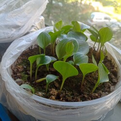 IMG_20250522_081545d92feeba037d27a6