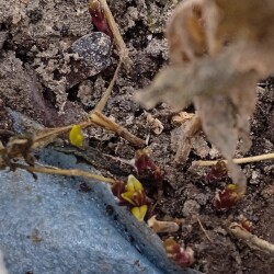 FLOKS-seedling-24751f071fc6ec8140