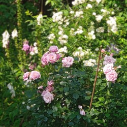 pink-sport-2-julf4b843ce032694bb