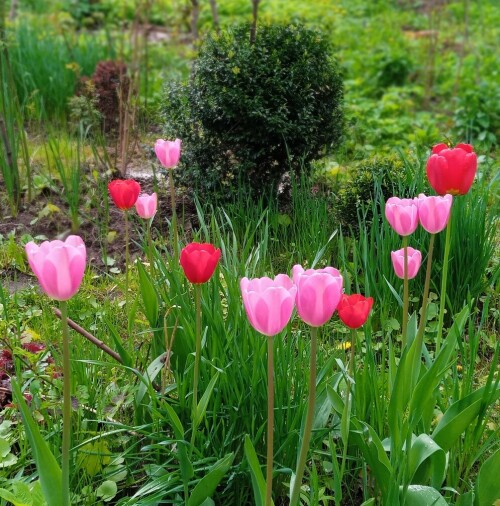 tulips-any-17-may66584fa4b1460464.jpg