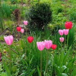 tulips-any-17-may66584fa4b1460464