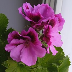 pelar-3-4-flowersd9432e079d712ade