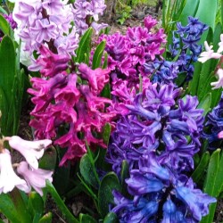 wood-2025d69b7adfdb7897e3