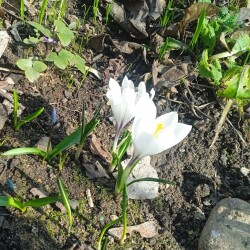 white-12-Apr-1e70b4290fb35a034