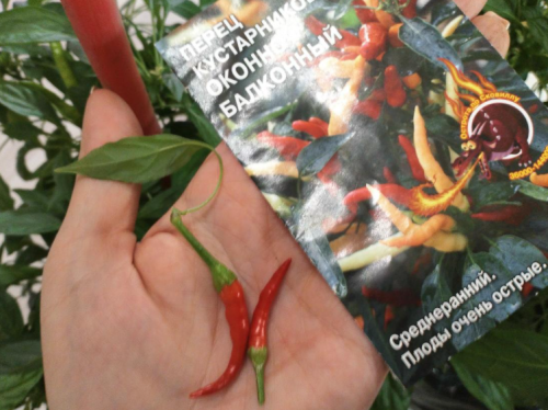 изображение 2026 04 15 201514414