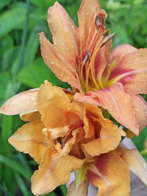 мах Вариегата