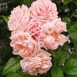 rose-for-Natalief83c0c4b3fcb3bbe