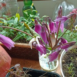 IMG_20260419_131128c25fdaff1a39dcd5