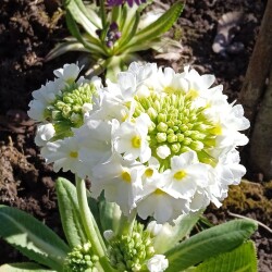 white-peimula41d050ae801b7b5f