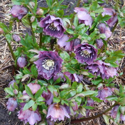 DSCN30194a48a76da2671331