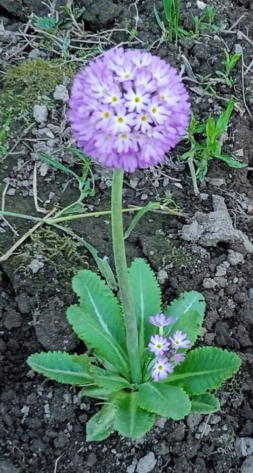 lilac-prim-7-mdb4e9f98737a4005.jpg