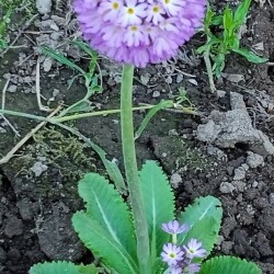 lilac-prim-7-mdb4e9f98737a4005