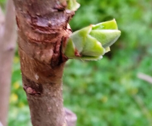 new-bud-8-m6353b0d7135d5e89.jpg