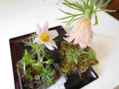 DSCN3838