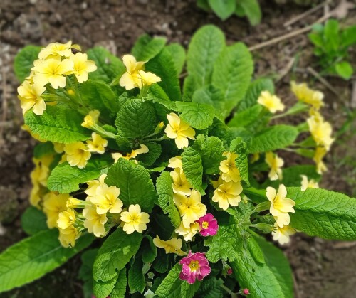 primula-13-maa143d54425d7c13.jpg