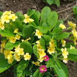 primula-13-maa143d54425d7c13