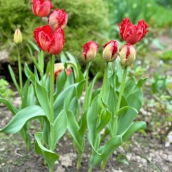 IMG_1604ed8aeafd288cf2ee