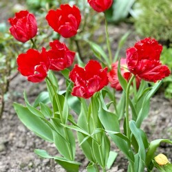 IMG_1640135f4021e125d2fb