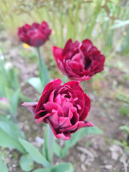 IMG_20260514_172955056ad8a703845c22.jpg