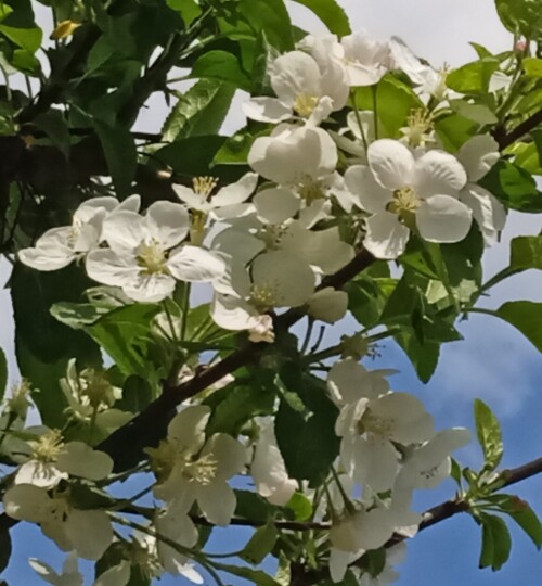 decor-apple-15-maf8a07c6a28466d2.jpg