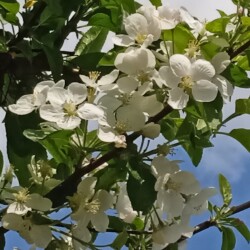 decor-apple-15-maf8a07c6a28466d2