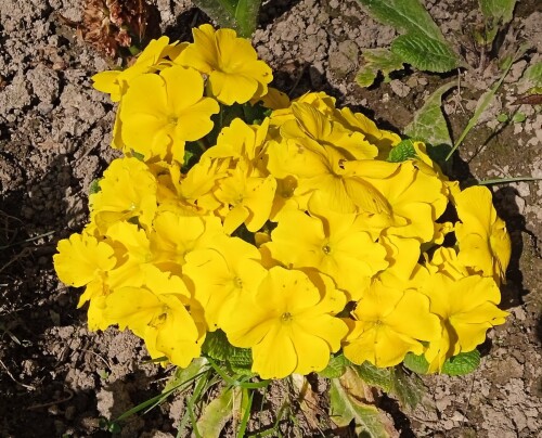 yellow-primula-17-ma2135cedf8261a7f.jpg