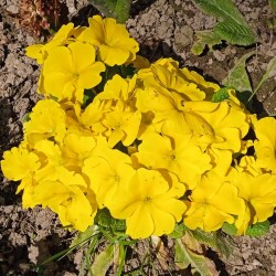 yellow-primula-17-ma2135cedf8261a7f