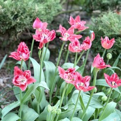 IMG_1704aa7d648724919f73