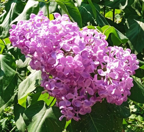 SOLOKOV-22-M694c4746ab80211c.jpg