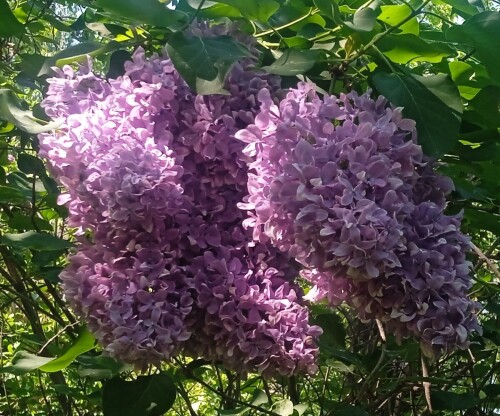 old-lilac-22-mf1574d62e563400b.jpg