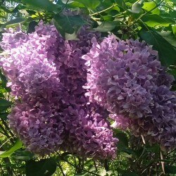 old-lilac-22-mf1574d62e563400b