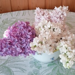 pink-lilacb5530c5b715ddab9