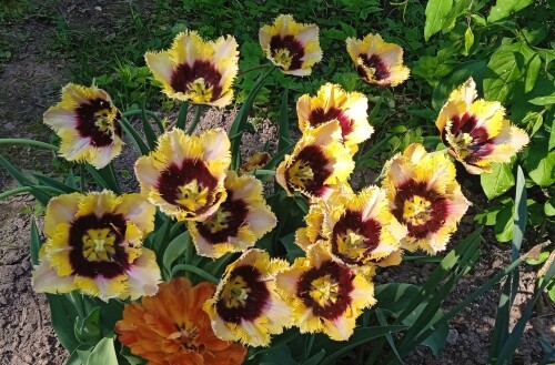 Tulips 2 22 m
