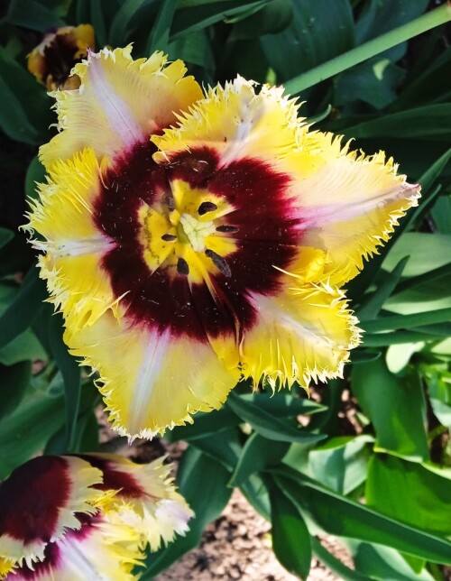 Tulips 22 m