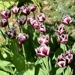 IMG_1763e127fcf3da6a866d