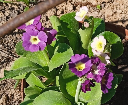 primula-22-m2fd550a316f14dee.jpg